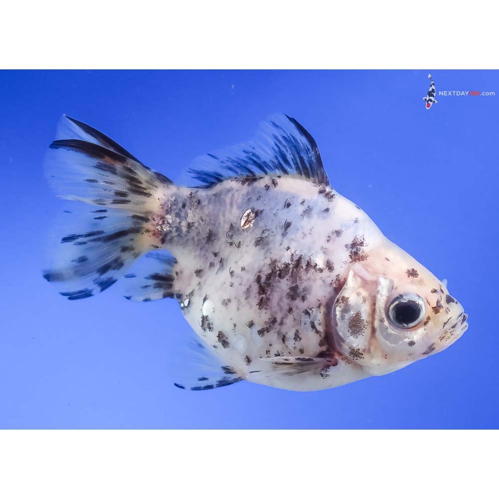 3.5” Imported Calico Ryukin