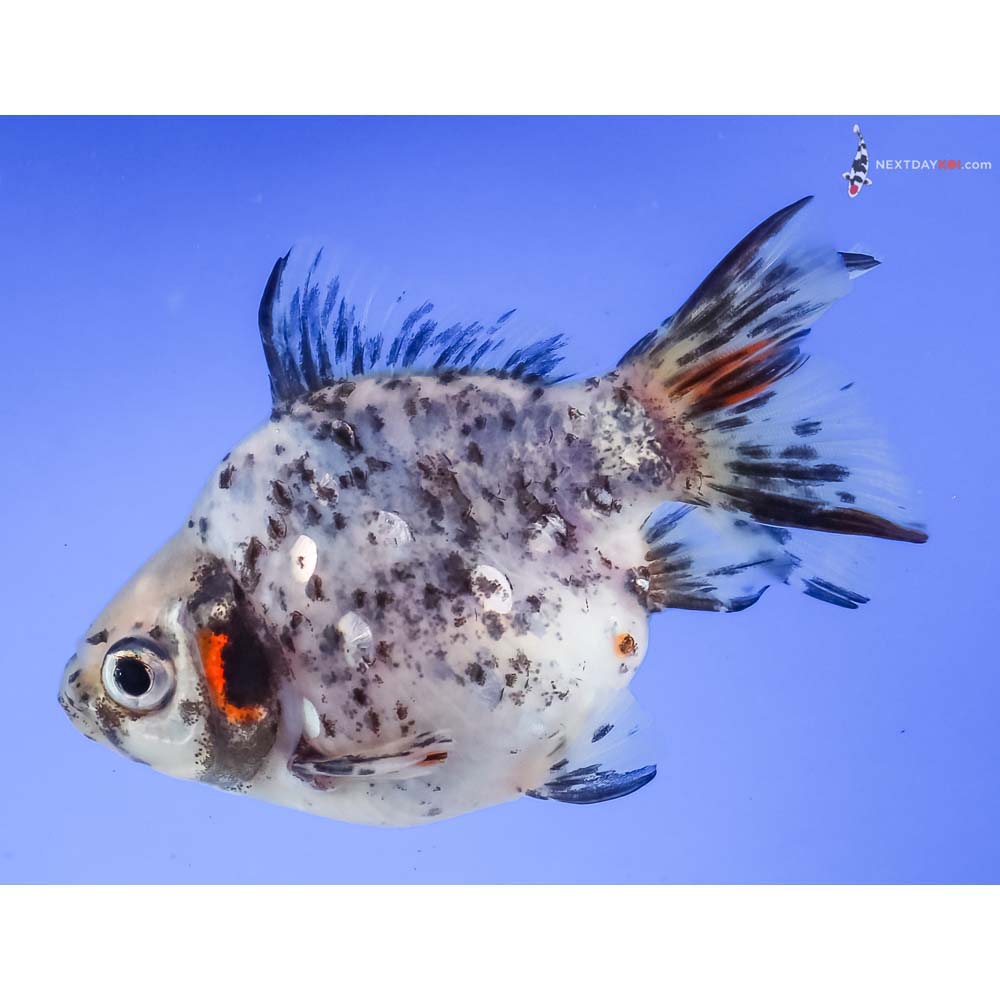 3.5” Imported Calico Ryukin
