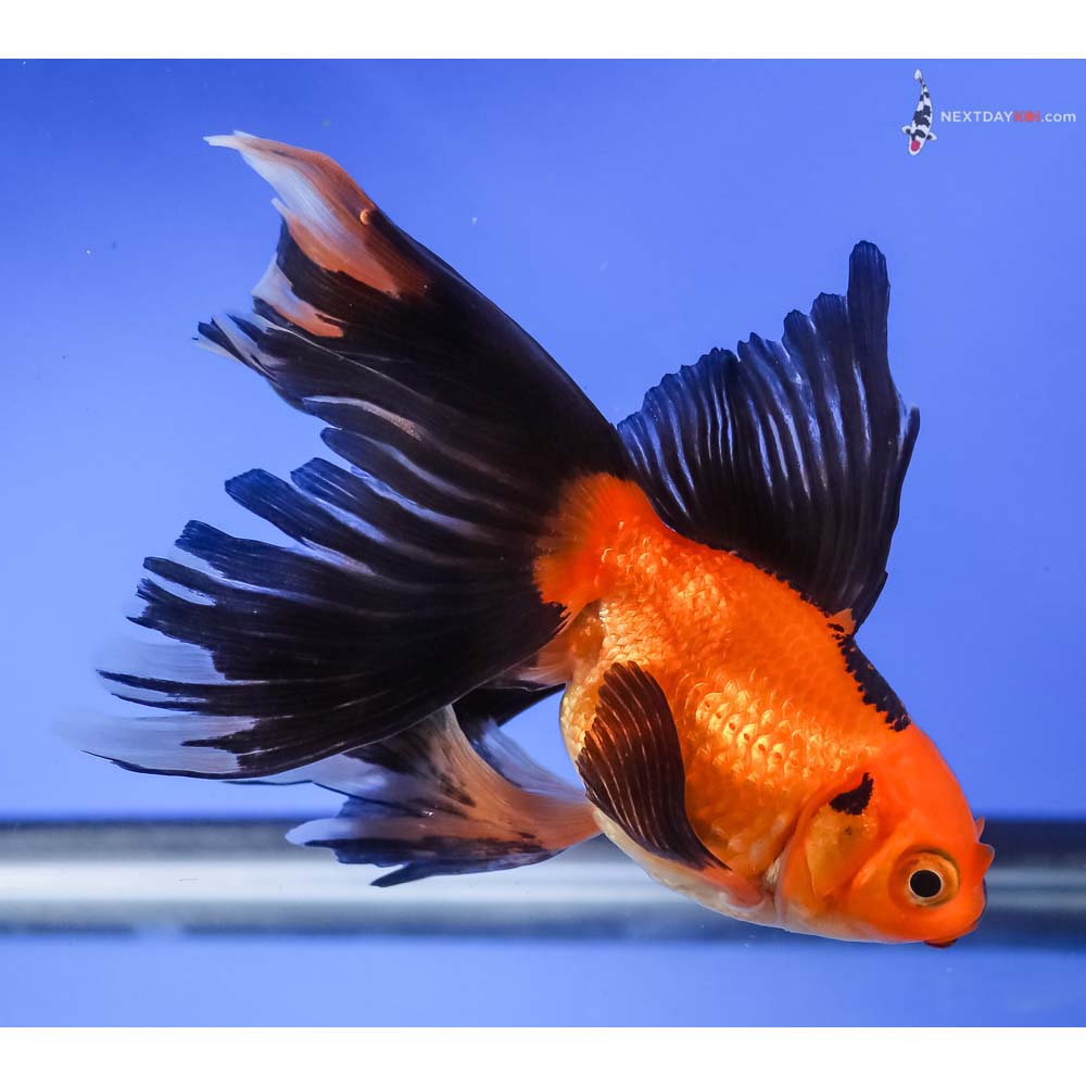 4” Imported Red and Black Butterfly Tail
