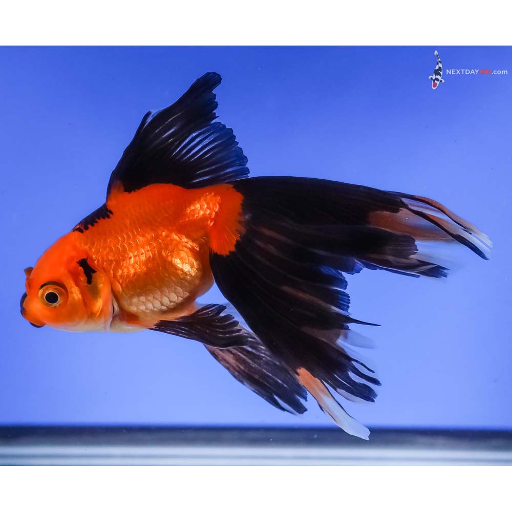 4” Imported Red and Black Butterfly Tail