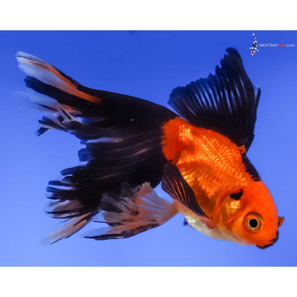 4” Imported Red and Black Butterfly Tail