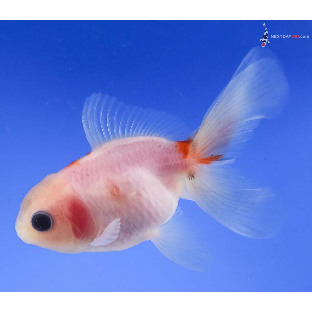 3.5” Imported Red and White Oranda