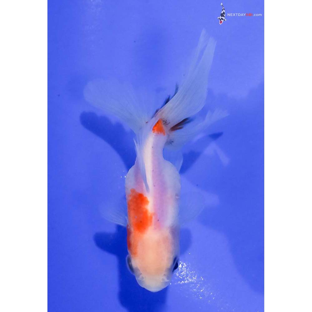 3.5” Imported Red and White Oranda