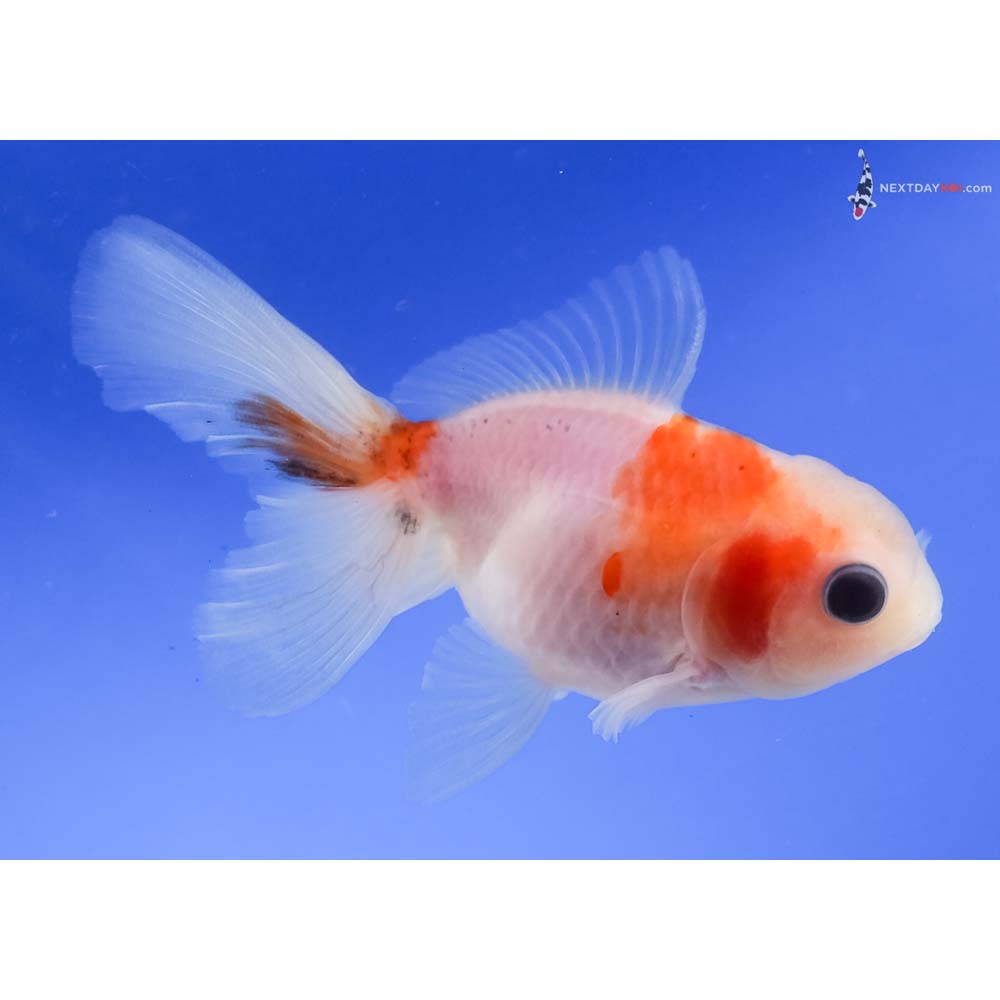 3.5” Imported Red and White Oranda