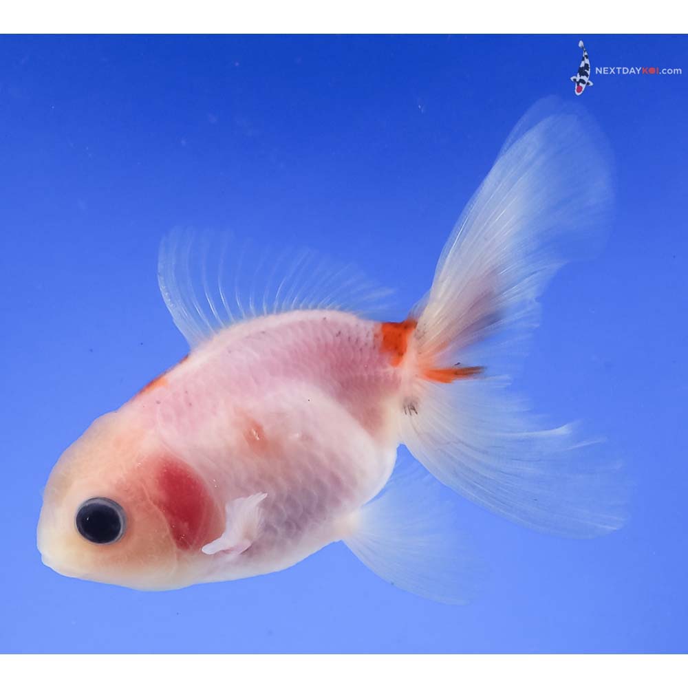 3.5” Imported Red and White Oranda