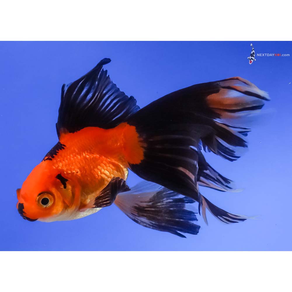 4” Imported Red and Black Butterfly Tail