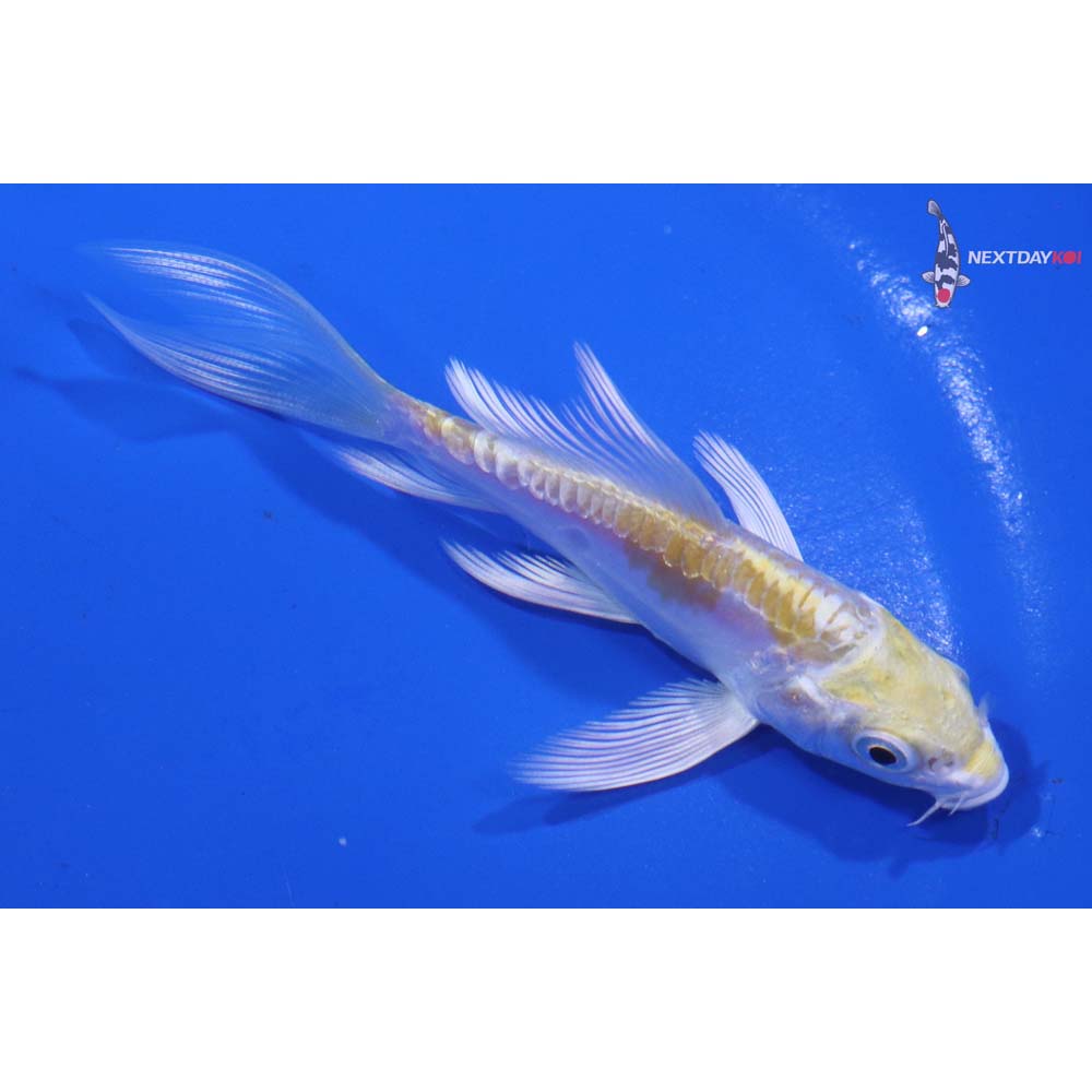 3.5” Imported Doitsu Lemon Hariwake Butterfly Koi