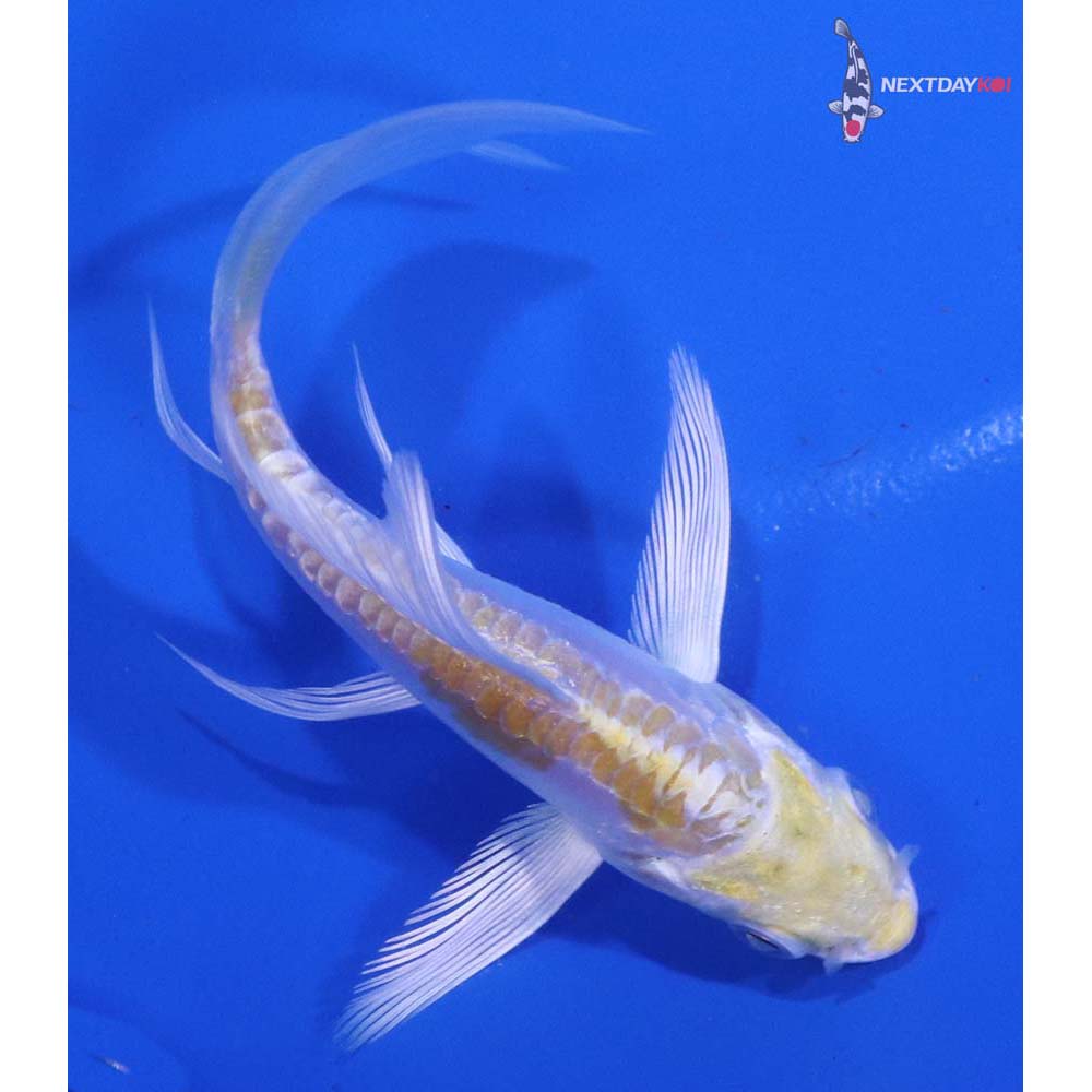 3.5” Imported Doitsu Lemon Hariwake Butterfly Koi