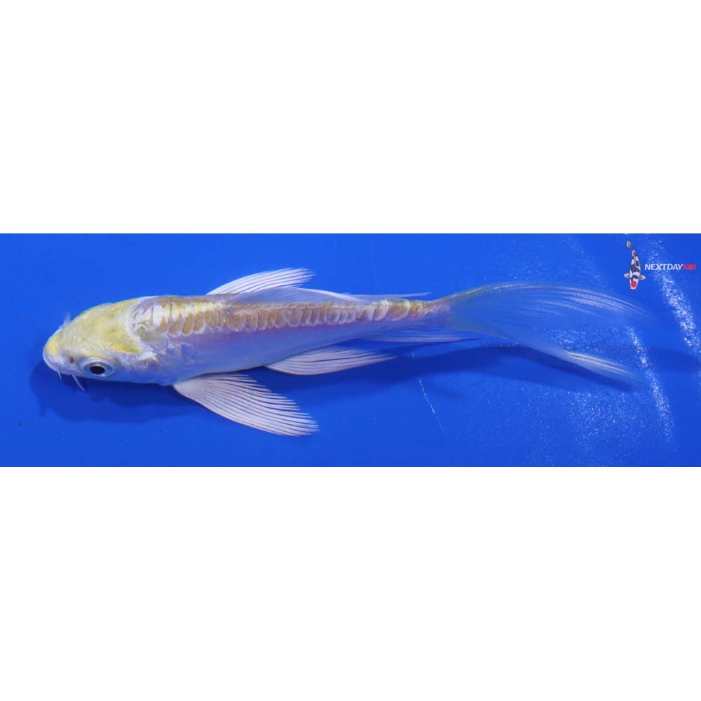 3.5” Imported Doitsu Lemon Hariwake Butterfly Koi