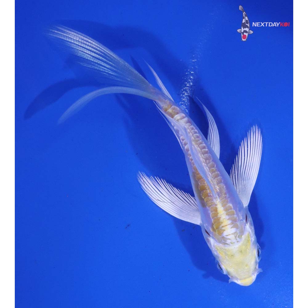 3.5” Imported Doitsu Lemon Hariwake Butterfly Koi