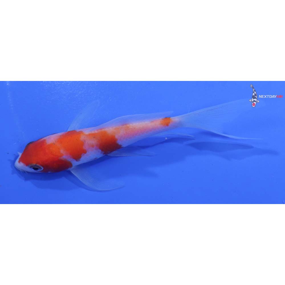 4” Imported Kohaku Butterfly Koi