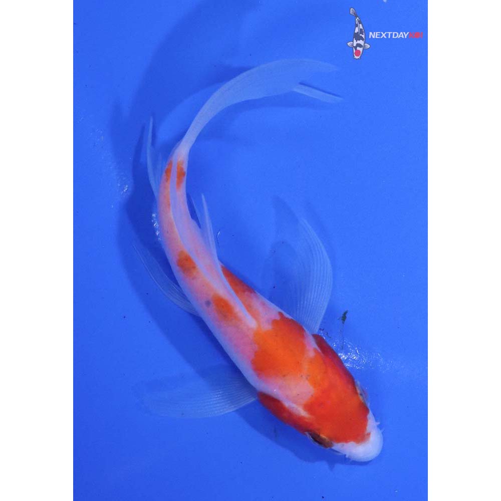 4” Imported Kohaku Butterfly Koi