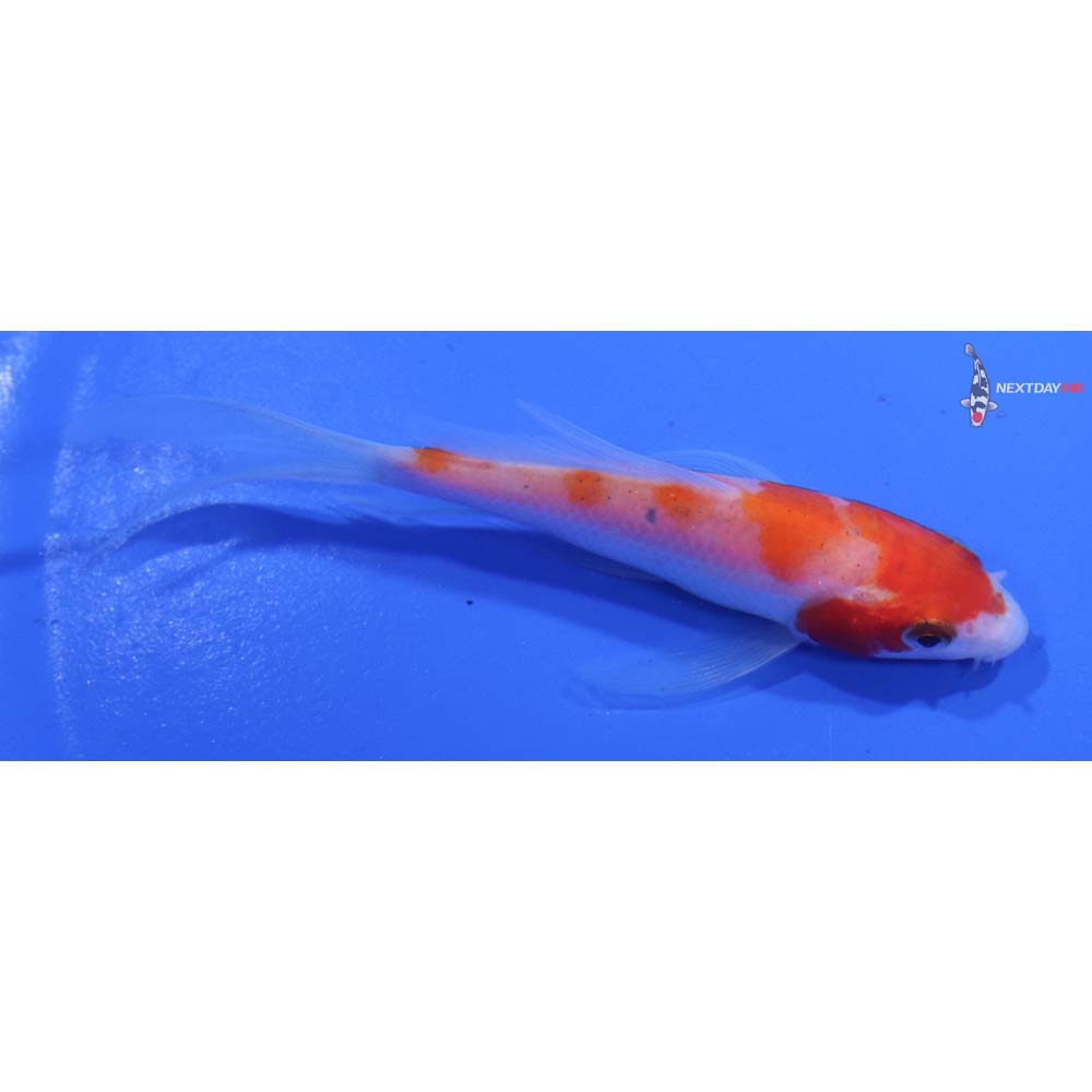 4” Imported Kohaku Butterfly Koi