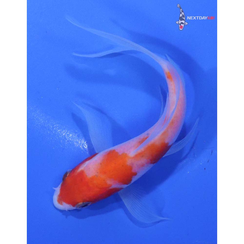 4” Imported Kohaku Butterfly Koi