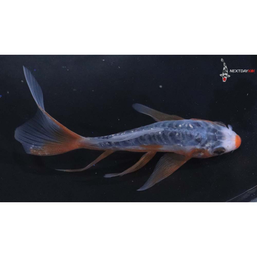 4” Imported Shusui Butterfly Koi