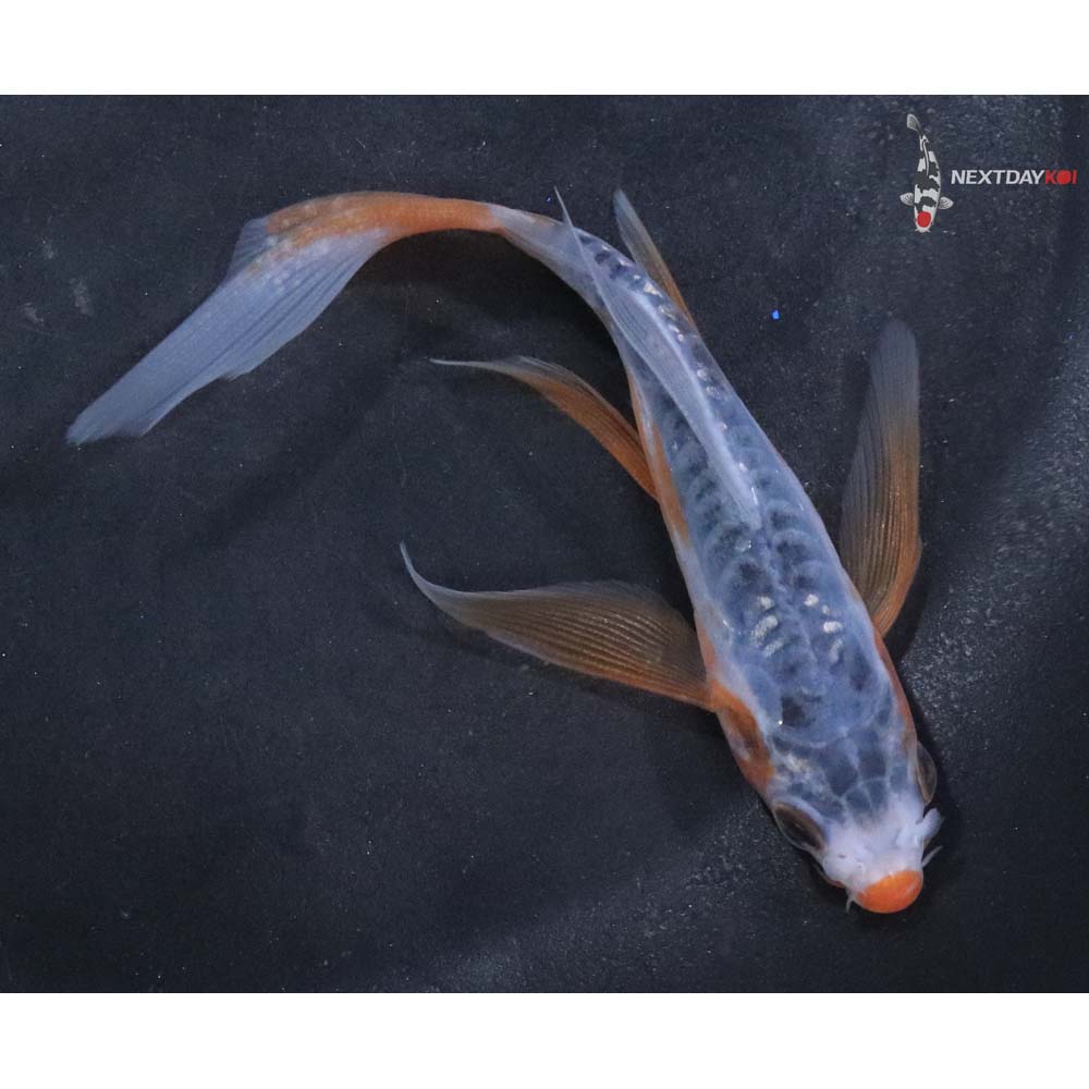 4” Imported Shusui Butterfly Koi