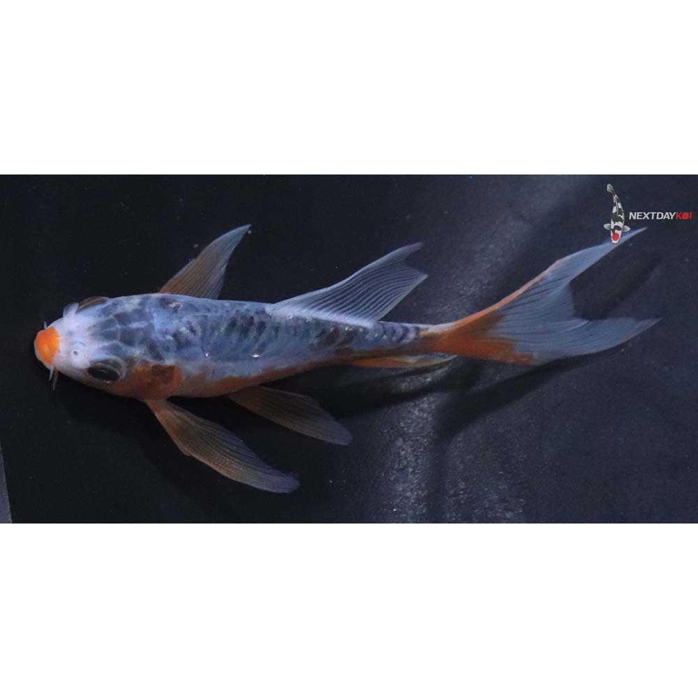 4” Imported Shusui Butterfly Koi