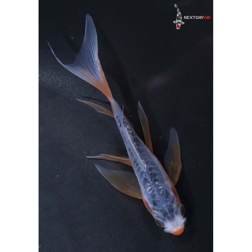 4” Imported Shusui Butterfly Koi