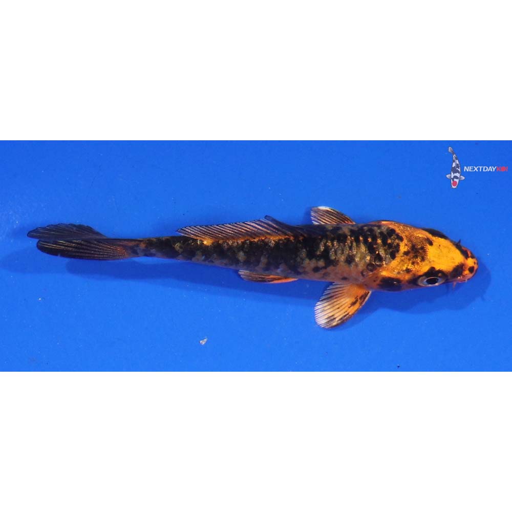 3.5” Imported Aka Bekko