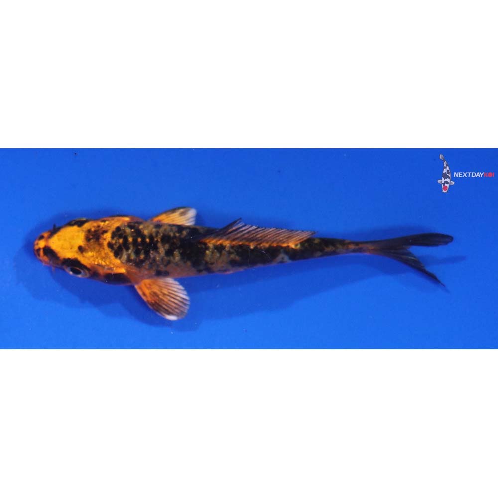 3.5” Imported Aka Bekko