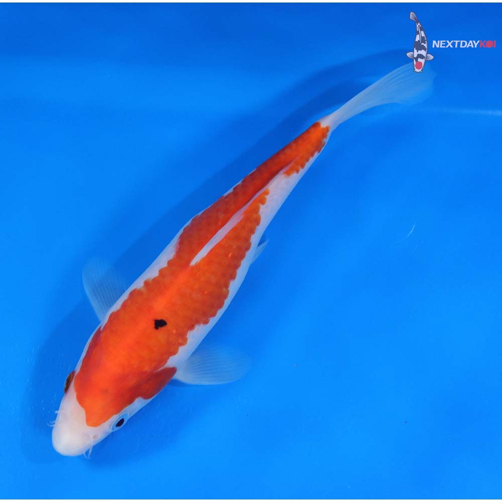 8” Imported Sanke
