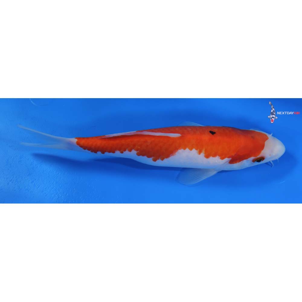 8” Imported Sanke