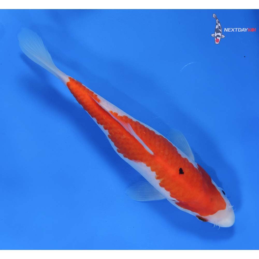 8” Imported Sanke
