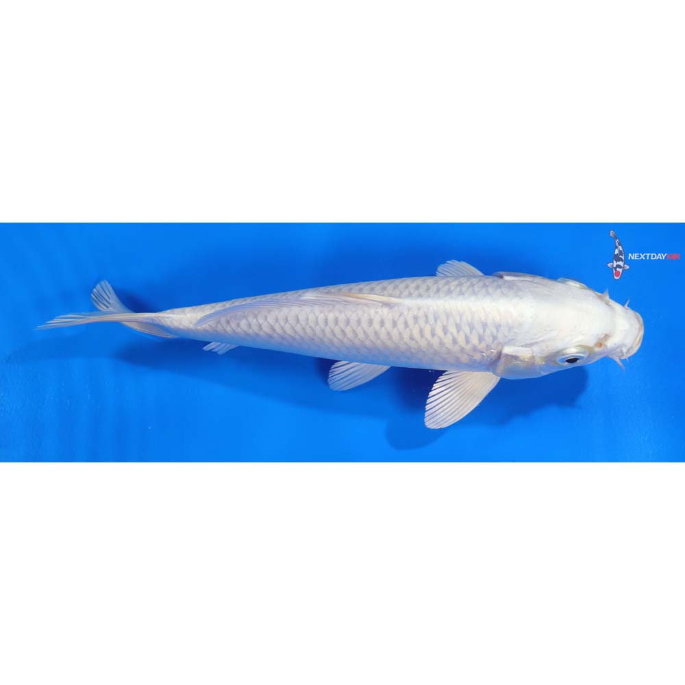 8” Imported Platinum Ogon