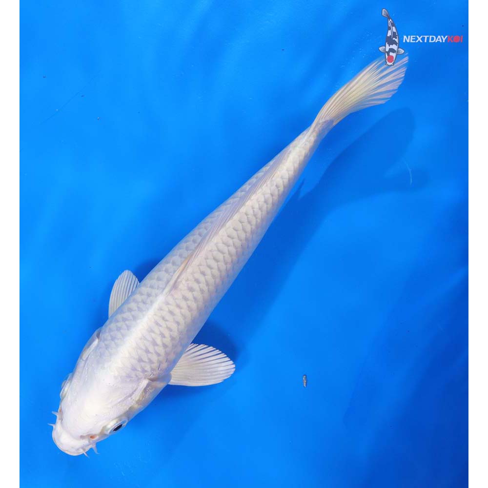 8” Imported Platinum Ogon