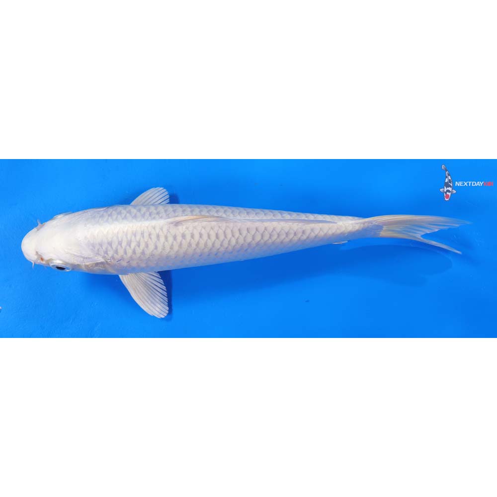 8” Imported Platinum Ogon