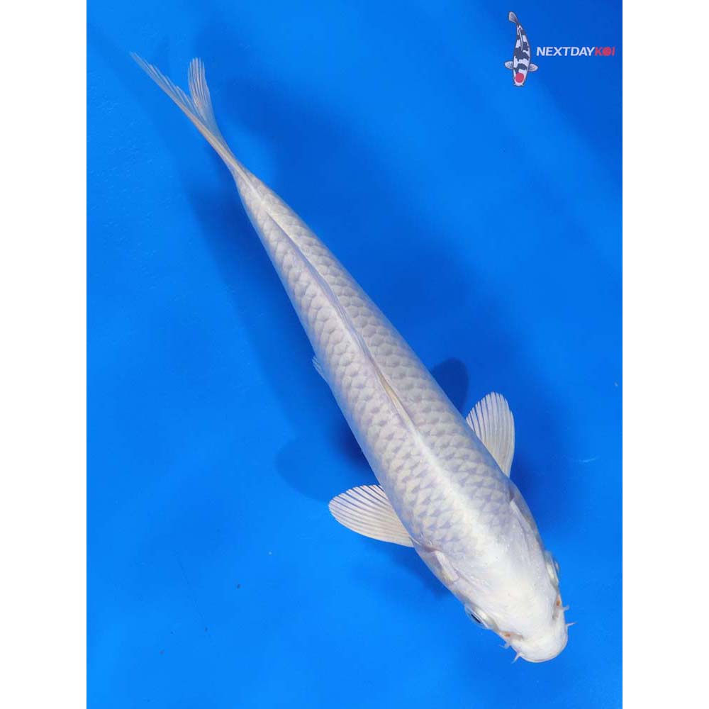 8” Imported Platinum Ogon