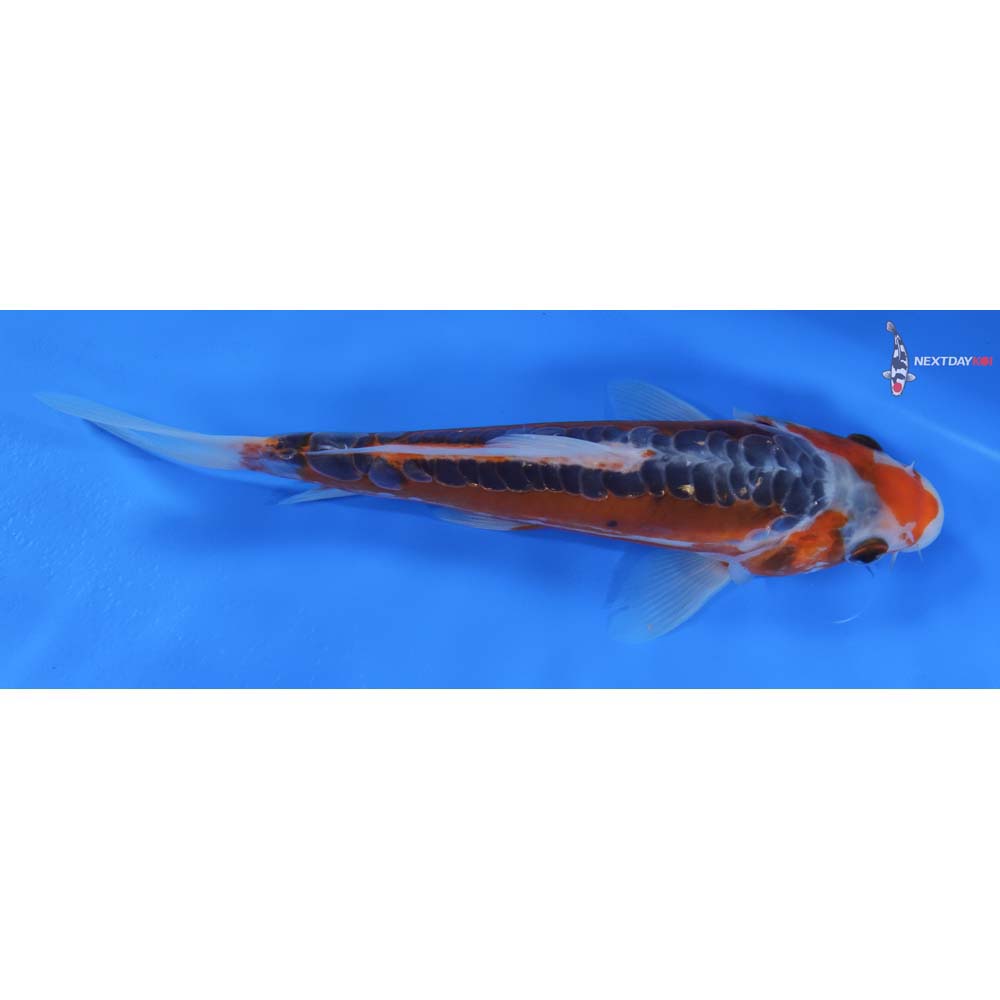 8” Imported Shusui