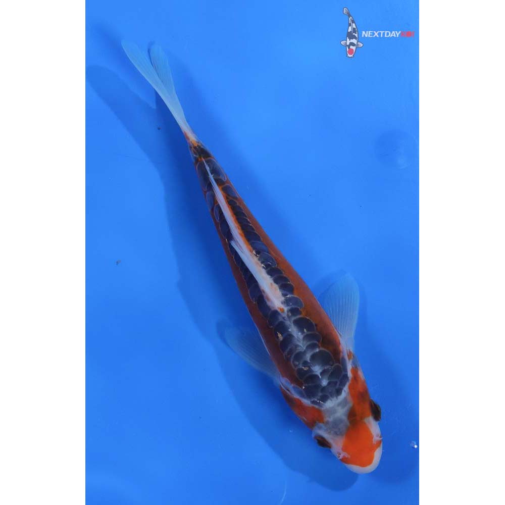 8” Imported Shusui