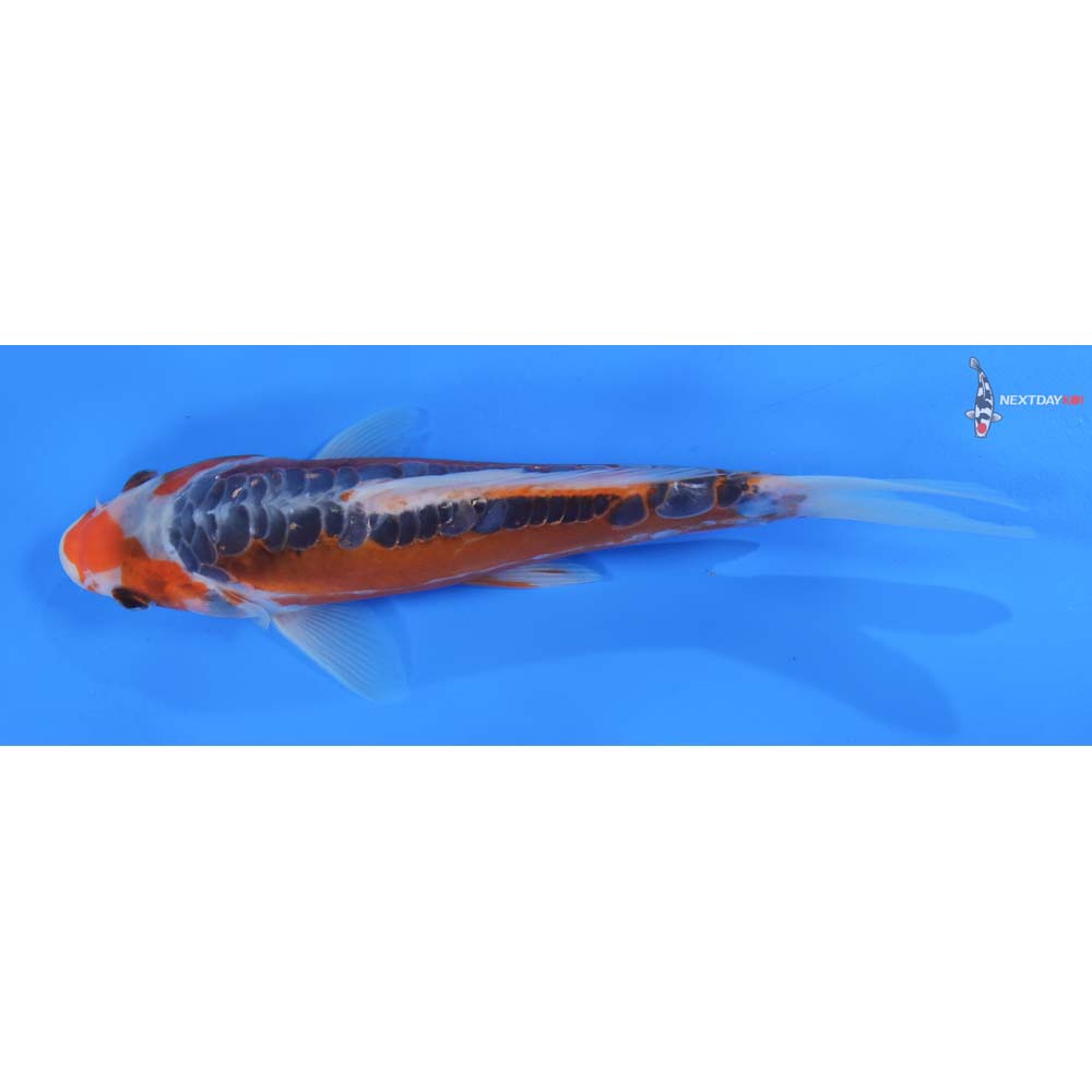 8” Imported Shusui