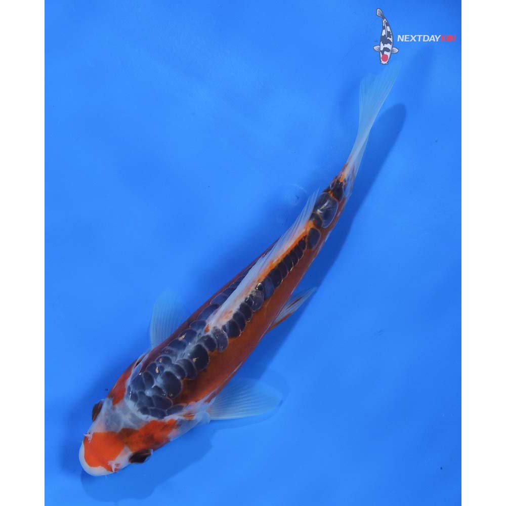 8” Imported Shusui
