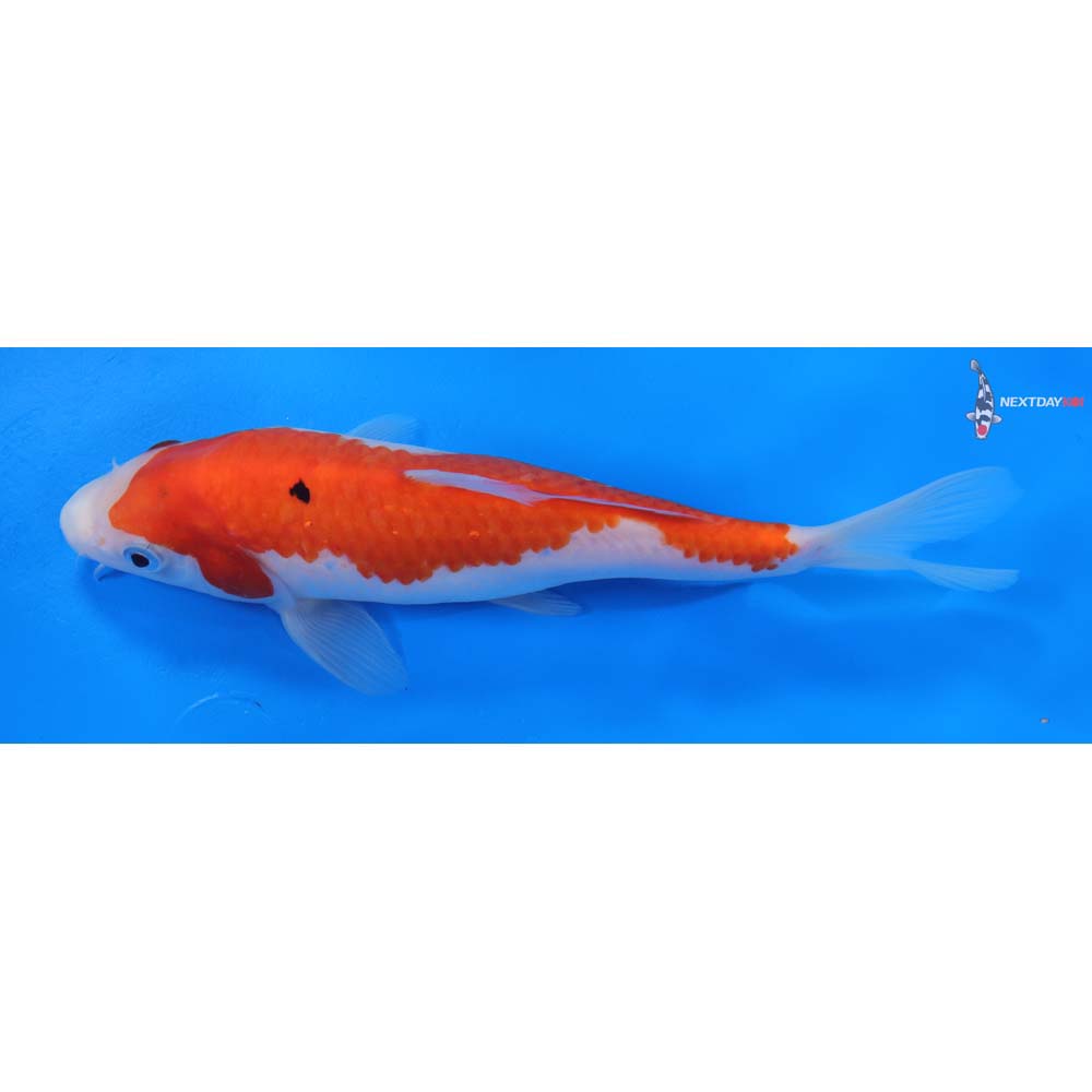 8” Imported Sanke