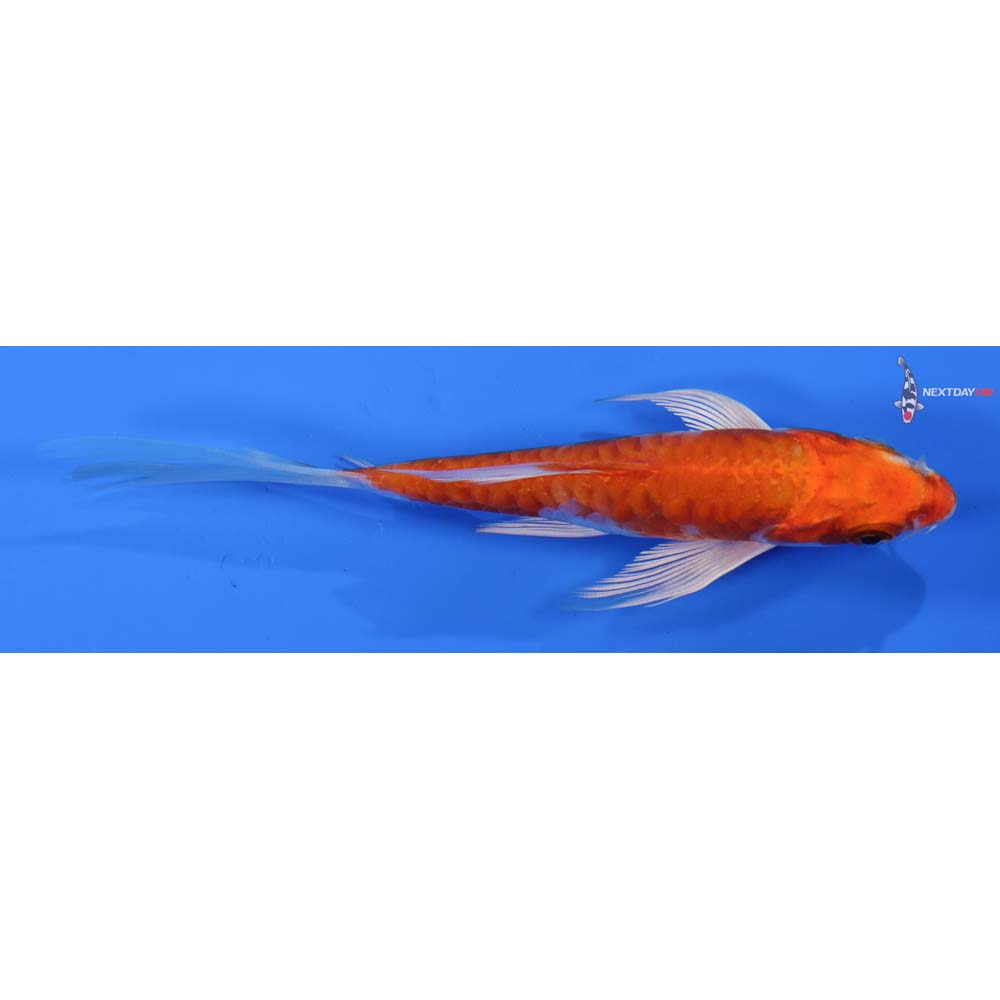 5” Imported Armor Scaled Hariwake Butterfly Koi