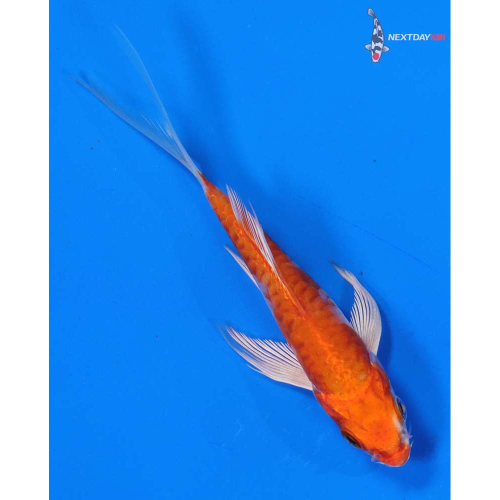 5” Imported Armor Scaled Hariwake Butterfly Koi