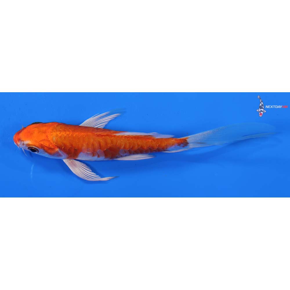5” Imported Armor Scaled Hariwake Butterfly Koi