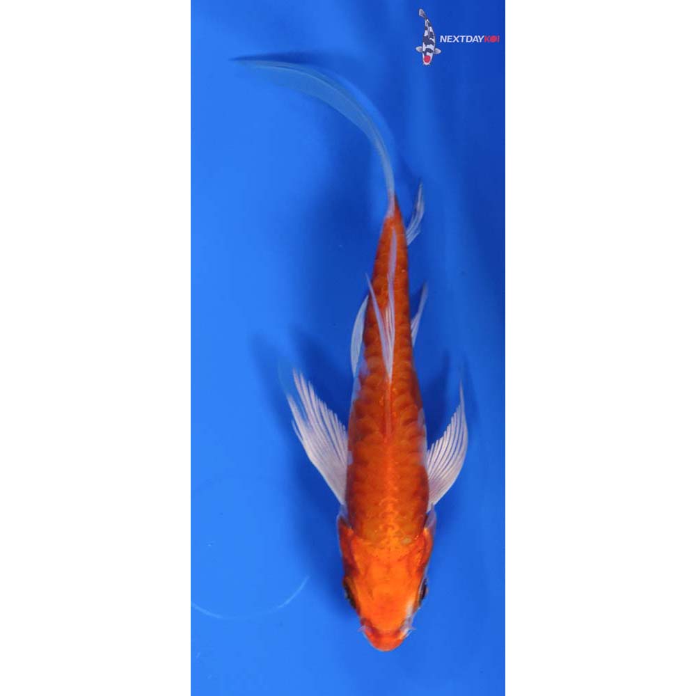 5” Imported Armor Scaled Hariwake Butterfly Koi