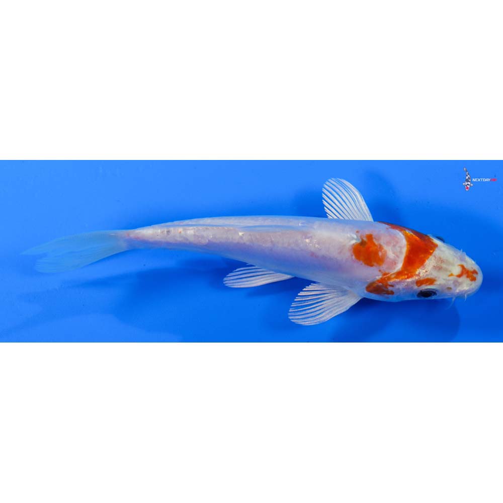 5” Imported Kikusui