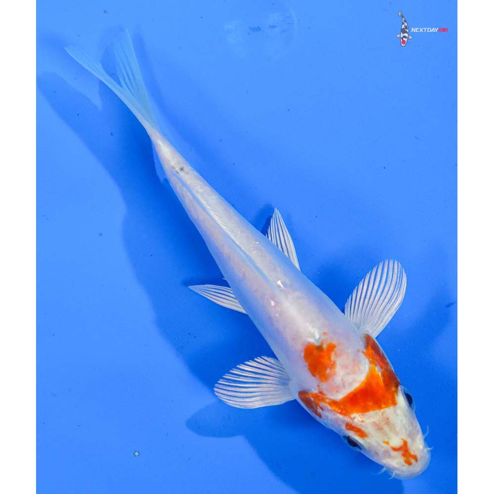 5” Imported Kikusui