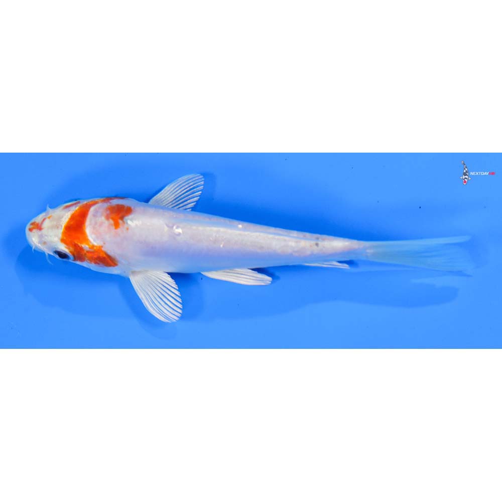 5” Imported Kikusui
