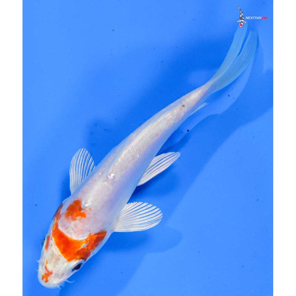 5” Imported Kikusui