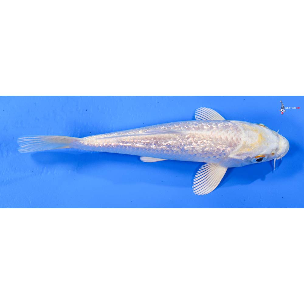 5” Imported Gin Rin Lemon Hariwake