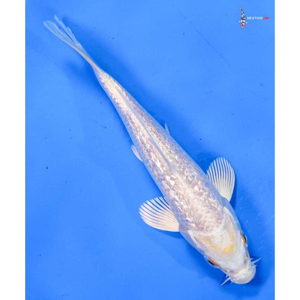 5” Imported Gin Rin Lemon Hariwake