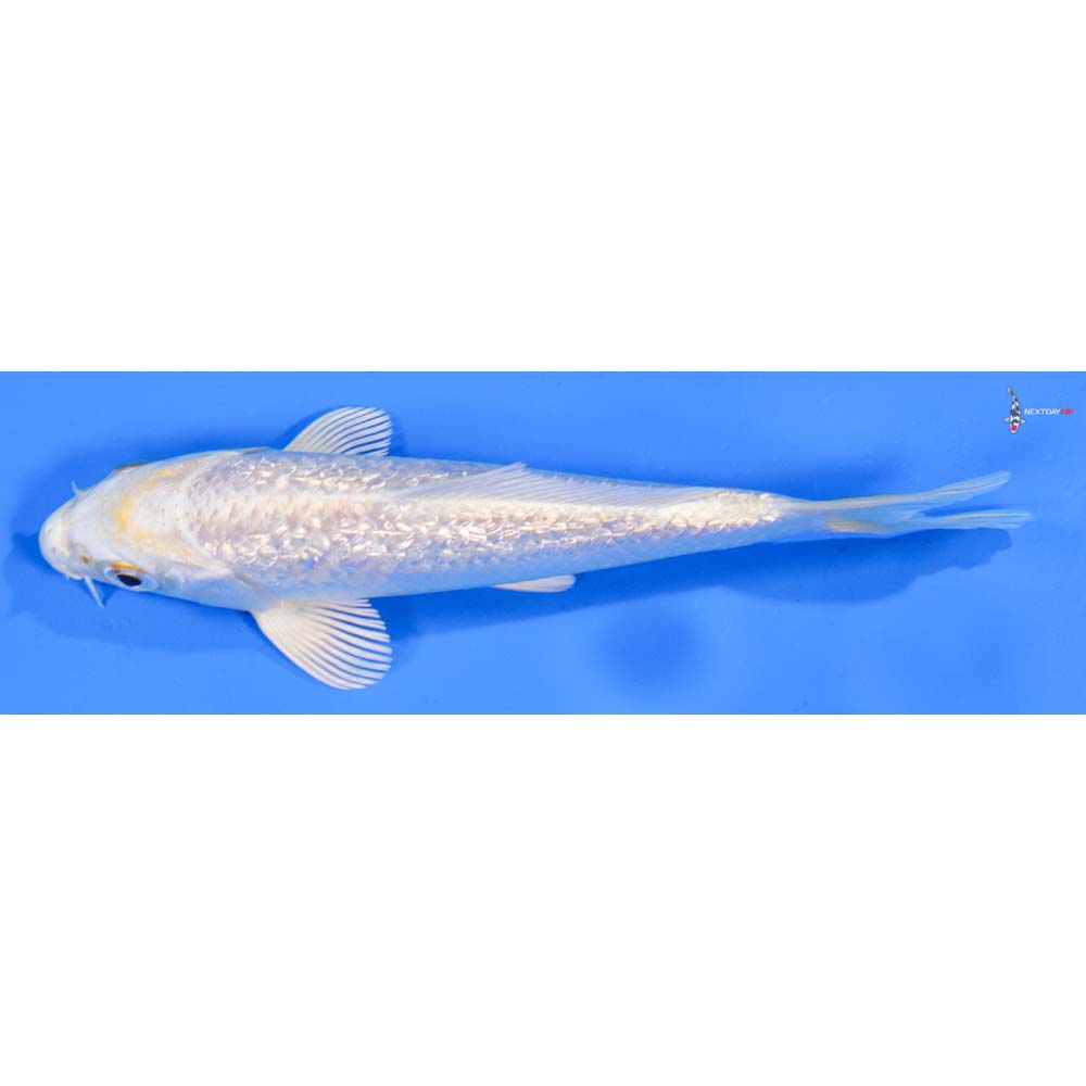 5” Imported Gin Rin Lemon Hariwake