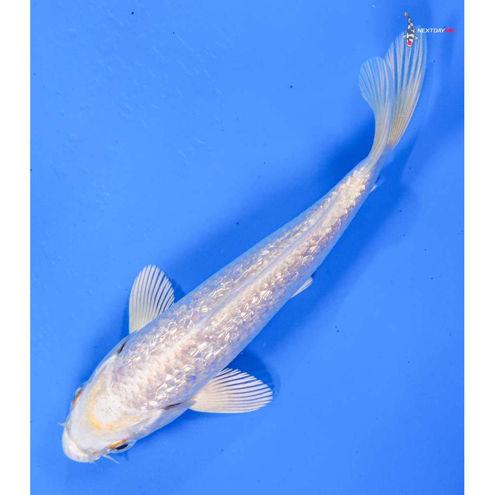 5” Imported Gin Rin Lemon Hariwake