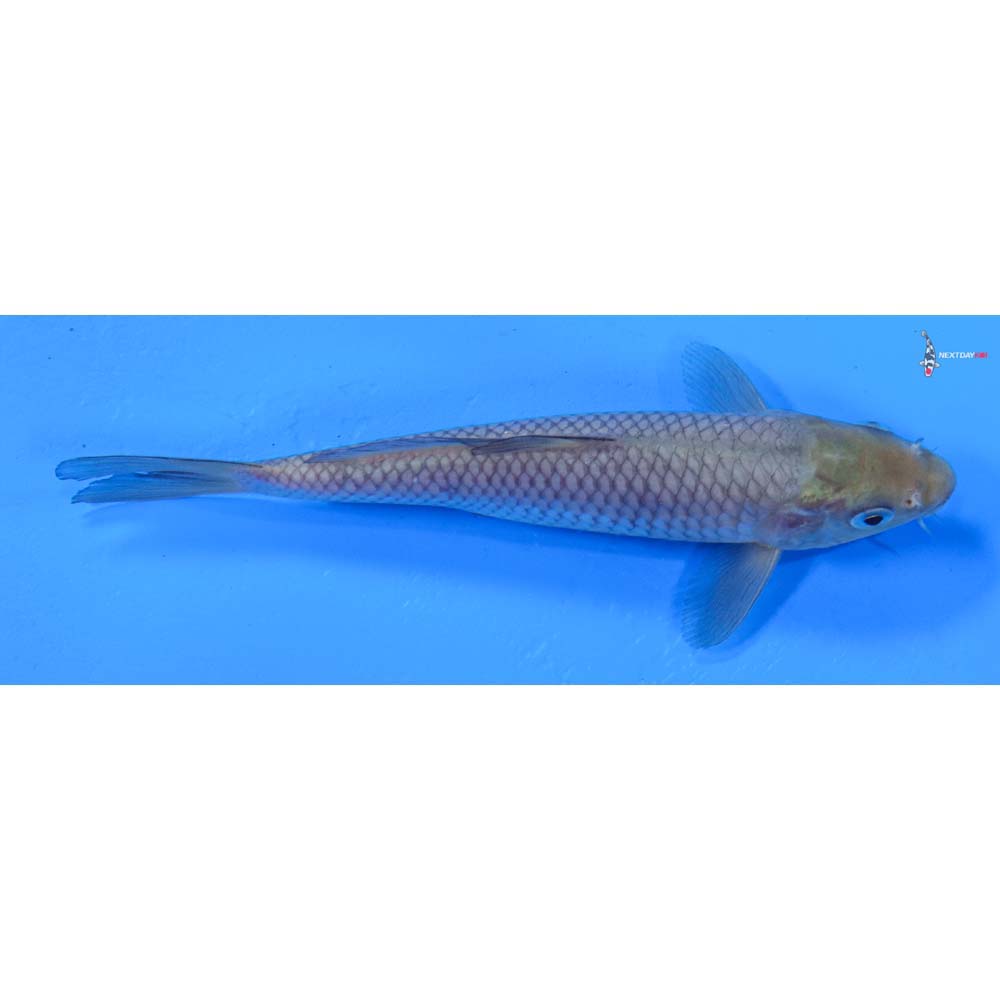 5.5” Imported Soragoi