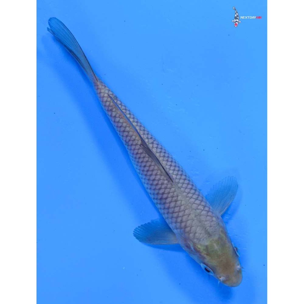 5.5” Imported Soragoi